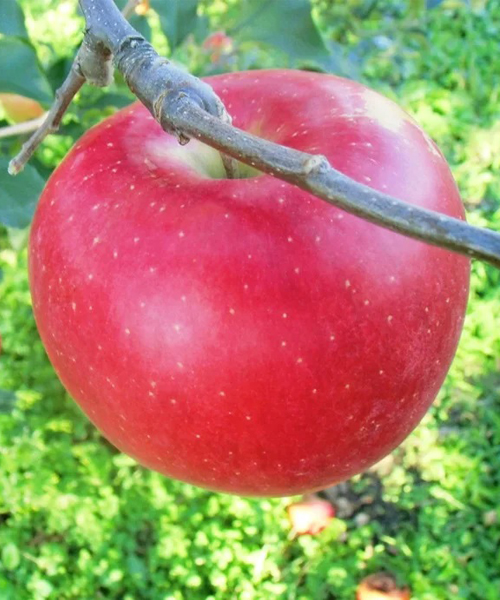 RINPRO（りんぷろ） / 青森りんごを産地直送！全国の特産品をお